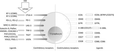 Immune checkpoint blockade for locally advanced or recurrent/metastatic cervical cancer: An update on clinical data